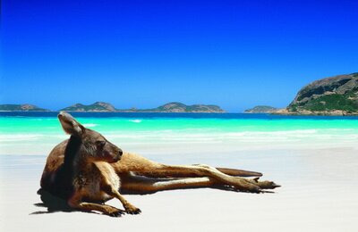 Lazing Lucky Bay Kangaroo
